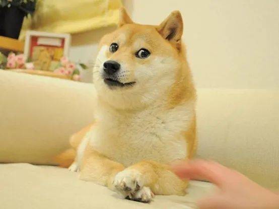 事业第三春 “doge”又一次成为游戏圈焦点