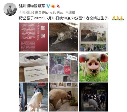 “猪坚强”是一个什么符号<strong></p>
<p>符号交易</strong>？