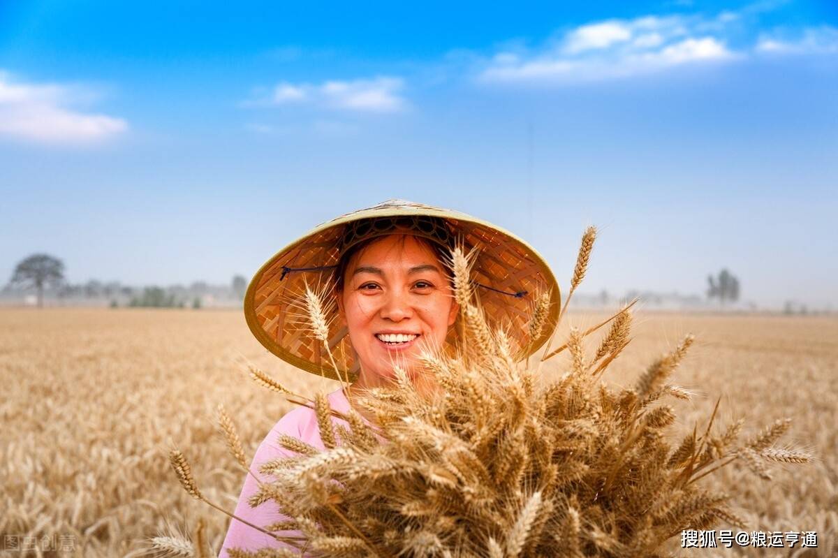 小麦：6月9日最新行情