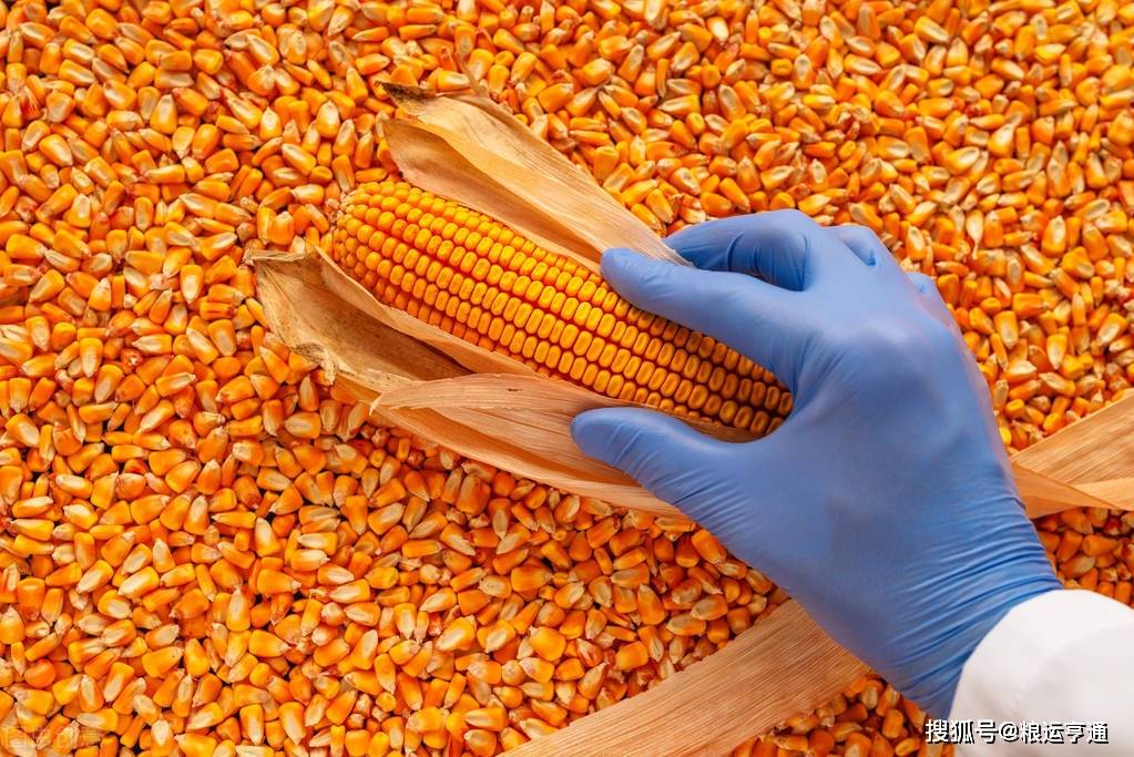 玉米：7月13日最新行情