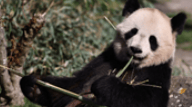 熊猫“顶流”圈粉世界