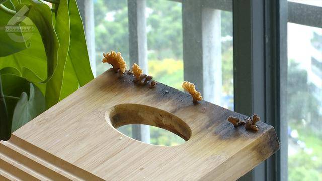 “可以蒸蛋”！昆明一女子家中搓衣板上长菌<strong></p>
<p>华夏评级币</strong>，品种竟是……