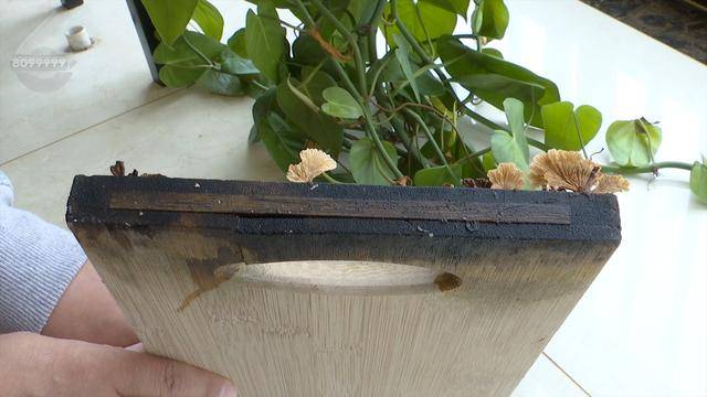 “可以蒸蛋”！昆明一女子家中搓衣板上长菌<strong></p>
<p>华夏评级币</strong>，品种竟是……