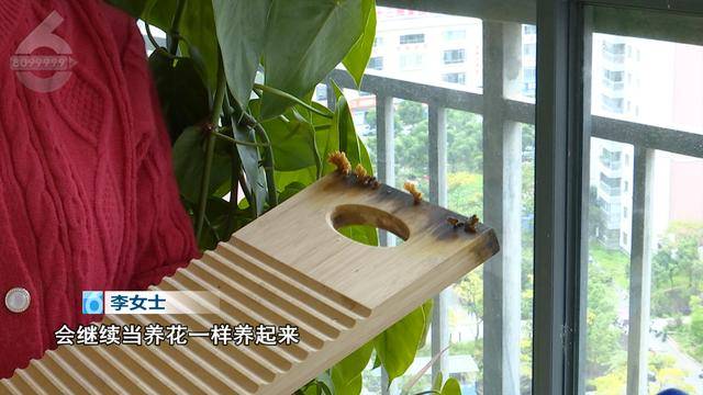 “可以蒸蛋”！昆明一女子家中搓衣板上长菌<strong></p>
<p>华夏评级币</strong>，品种竟是……