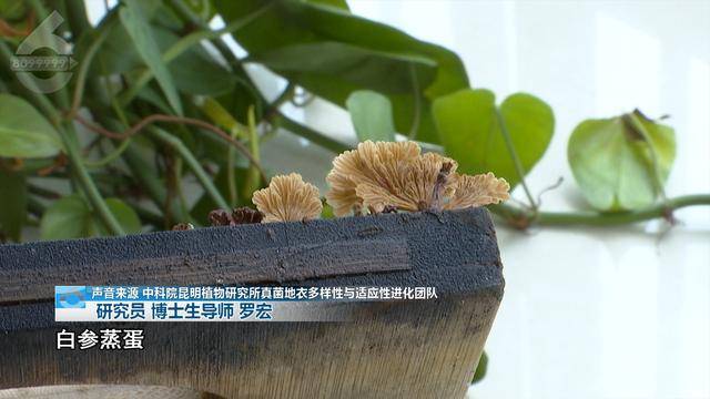 “可以蒸蛋”！昆明一女子家中搓衣板上长菌<strong></p>
<p>华夏评级币</strong>，品种竟是……