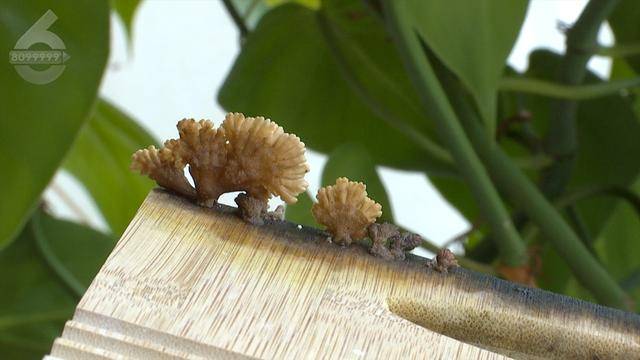 “可以蒸蛋”！昆明一女子家中搓衣板上长菌<strong></p>
<p>华夏评级币</strong>，品种竟是……