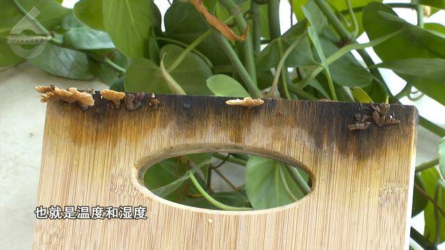“可以蒸蛋”！昆明一女子家中搓衣板上长菌<strong></p>
<p>华夏评级币</strong>，品种竟是……