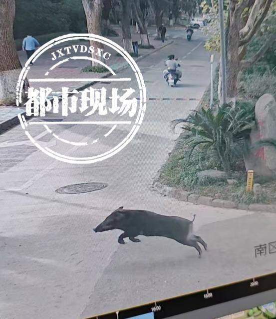 江西一高校惊现野猪<strong></p>
<p>网络币交易</strong>，最后在食堂被成功抓获