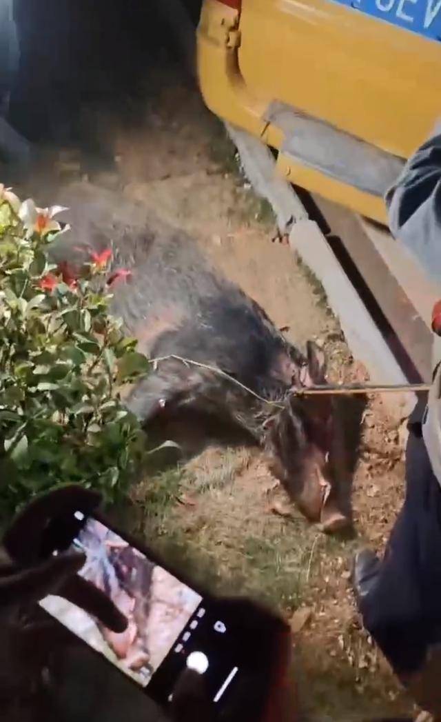 江西一高校惊现野猪<strong></p>
<p>网络币交易</strong>，最后在食堂被成功抓获