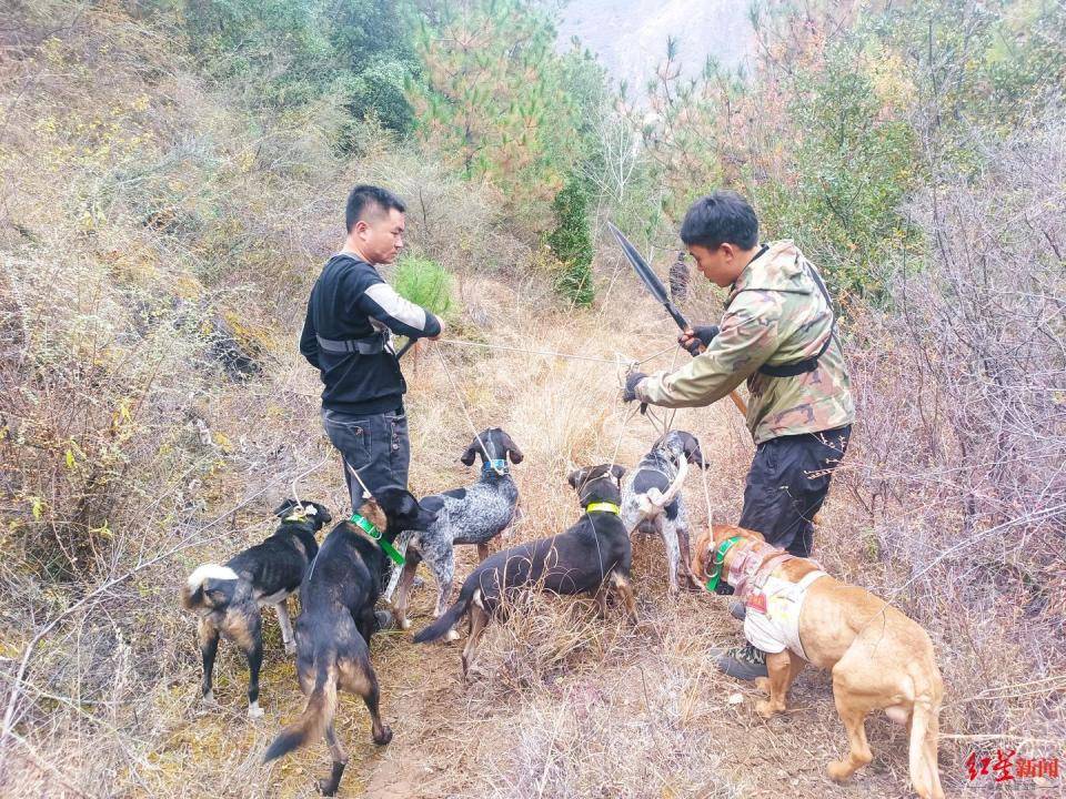 揭秘“野猪猎捕队”丨海拔3000米高山密林<strong></p>
<p>币乎下载</strong>，记者跟队直击猎捕野猪全过程