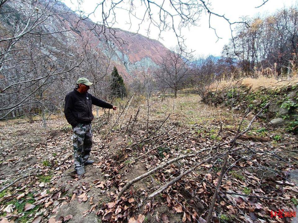 揭秘“野猪猎捕队”丨海拔3000米高山密林<strong></p>
<p>币乎下载</strong>，记者跟队直击猎捕野猪全过程