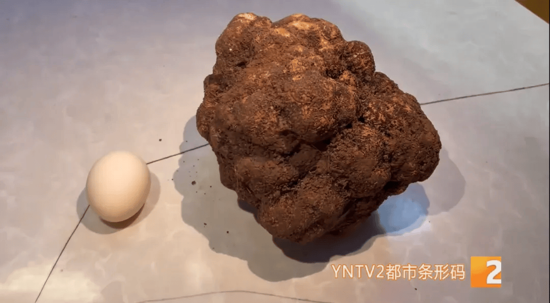 昆明一村民挖到1.7公斤超大松露<strong></p>
<p>币乎下载</strong>！“看都看不够”