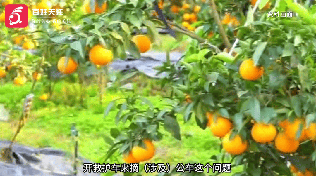 救护车被曝开到地里装柑橘<strong></p>
<p>币圈二宝</strong>？当地卫健局回应