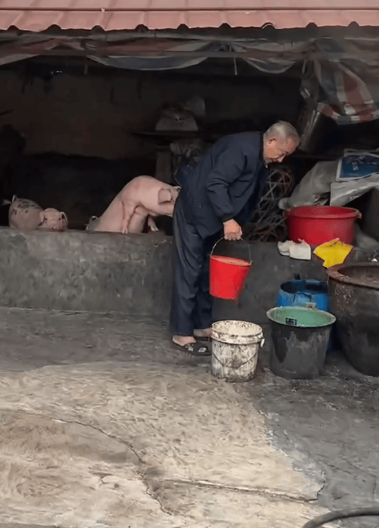潮汕一孙女怕78岁爷爷无聊给他买了两头猪：猪被养得干净粉嫩<strong></p>
<p>币圈疯狂时候</strong>，享受和孙女一样的待遇