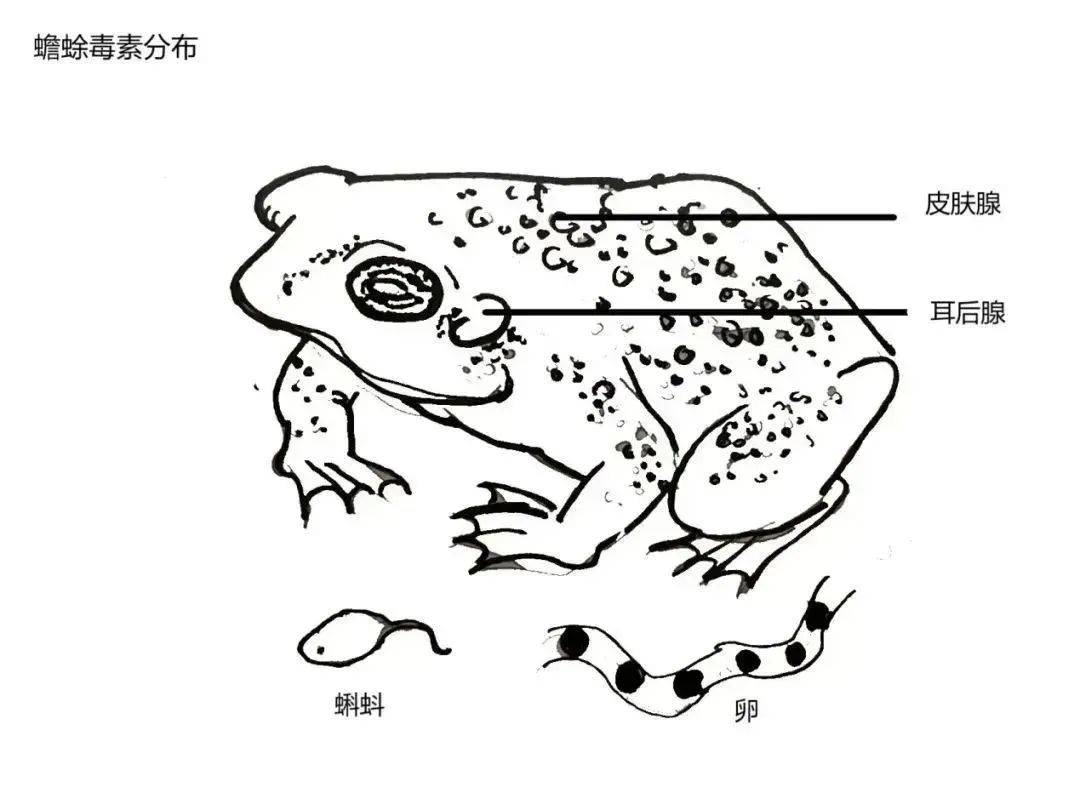 不要吃<strong></p>
<p>奥链币</strong>！含剧毒！无解药！已有人因此身亡…