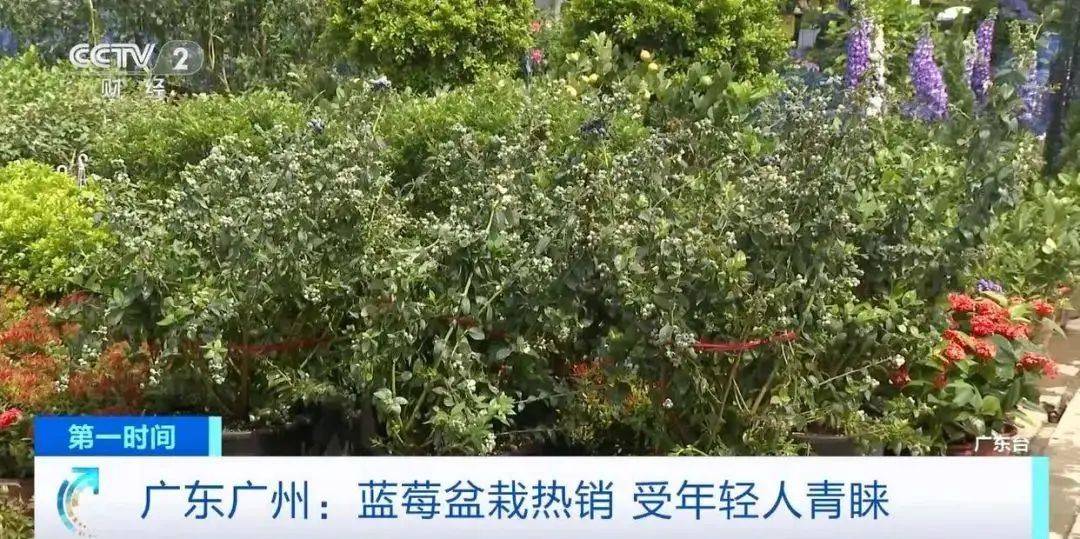 大降价<strong></p>
<p>炒华克金</strong>！从100多元一斤到9.9元一盒