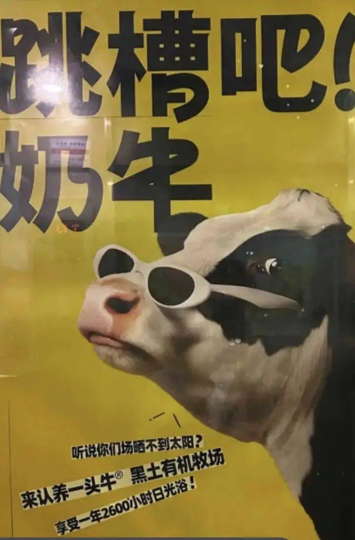 认养一头牛广告被质疑讽刺打工人<strong></p>
<p>炒币教程</strong>，公司回应：致敬BOSS直聘