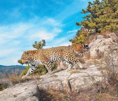 销声匿迹已有30年<strong></p>
<p>币圈相关知识</strong>,华北豹正逐渐接近北京——