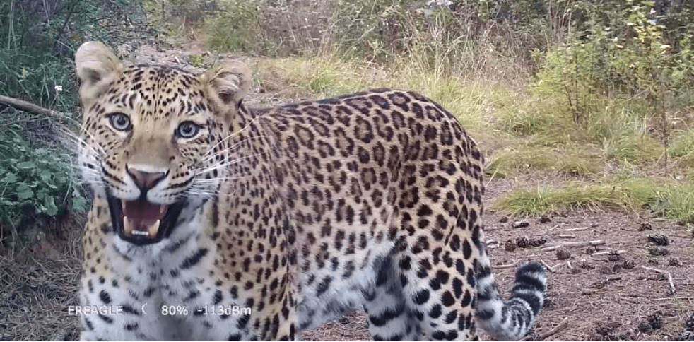 销声匿迹已有30年<strong></p>
<p>币圈相关知识</strong>,华北豹正逐渐接近北京——