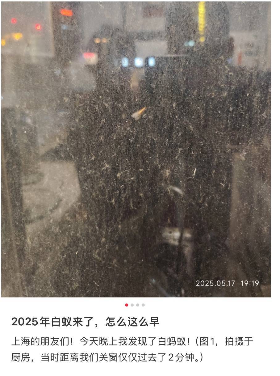 紧急提醒：瞬间爆发！上海市民崩溃：密密麻麻<strong></p>
<p>裁判</strong>，蠕蠕爬行...“梧桐区”已开始战斗，白蚁或提前分飞