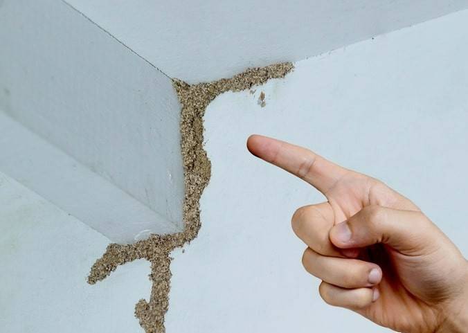 紧急提醒：瞬间爆发！上海市民崩溃：密密麻麻<strong></p>
<p>裁判</strong>，蠕蠕爬行...“梧桐区”已开始战斗，白蚁或提前分飞