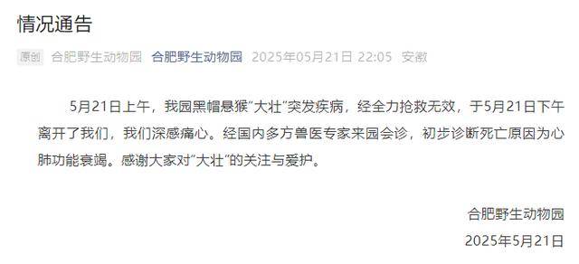 网红猴“大壮”突然离世<strong></p>
<p>篮球</strong>！曾因方脸“丑”出圈