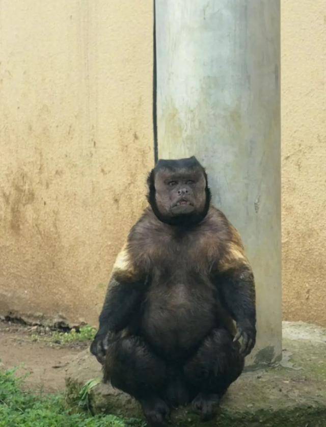 网红猴“大壮”突然离世<strong></p>
<p>篮球</strong>！曾因方脸“丑”出圈