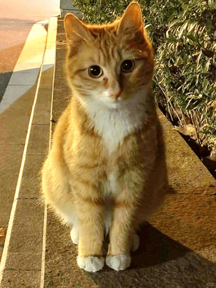 南京大学校庆日“校猫”被钢珠打碎头骨？校保卫处：看了一夜监控<strong></p>
<p>篮球</strong>，暂未锁定嫌疑人
