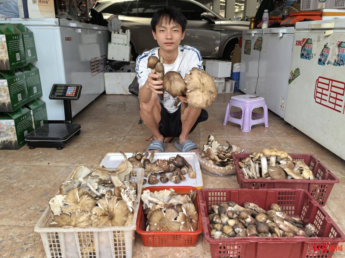 “天价”鸡枞调查：最贵卖到1800元/公斤！雨水少致产量低<strong></p>
<p>汽水</strong>，多地价高客少