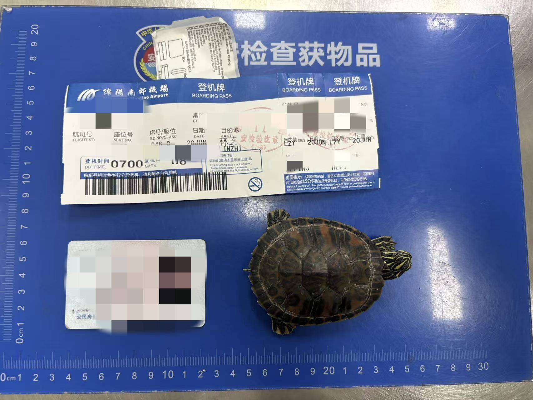女子将宠物乌龟藏在蝴蝶结盘发内<strong></p>
<p>电动车</strong>，过安检乘飞机时被查 警方：批评教育