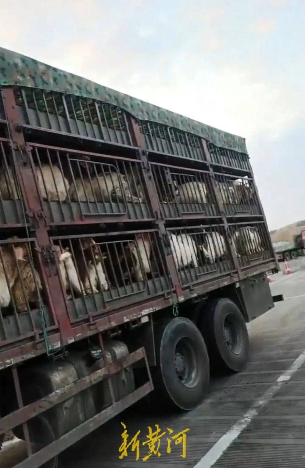 江苏养殖户称543只羊运到贵州遭羊贩盗卖<strong></p>
<p>比特币中国</strong>，当地警方立案又撤案，镇政府：双方合作养羊，账目存在分歧引发纠纷