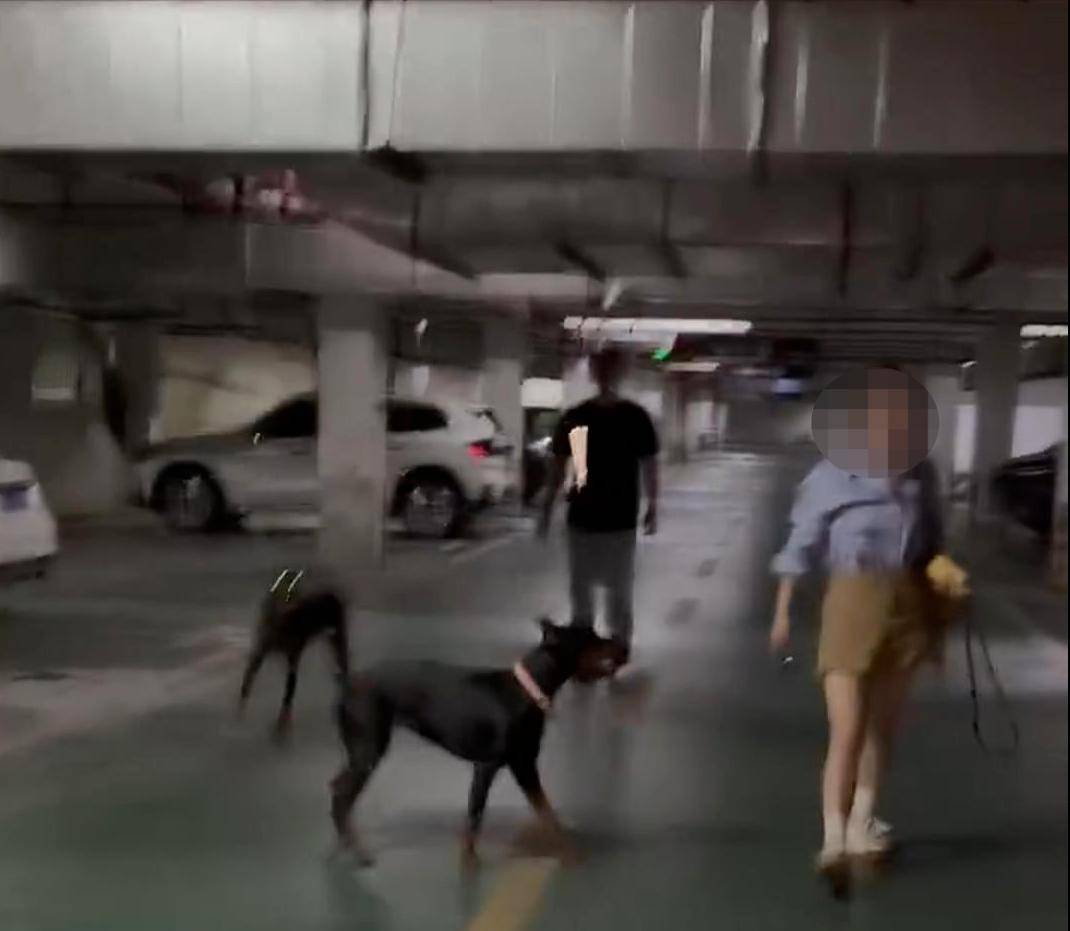 江苏一小区两只杜宾犬没拴绳引激烈争执<strong></p>
<p>比特币之父</strong>，物业回应