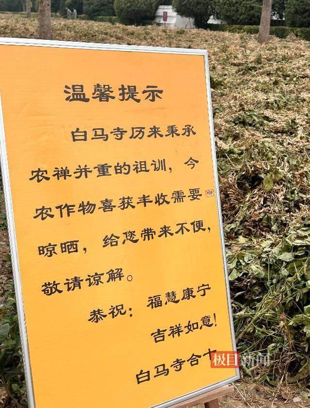 印乐方丈管理下的白马寺：僧人顶着高温种地<strong></p>
<p>比特币现在行情</strong>，义工称寺里秉承农禅并重