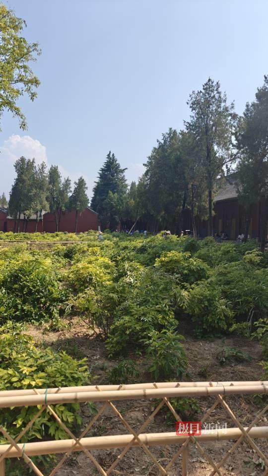 印乐方丈管理下的白马寺：僧人顶着高温种地<strong></p>
<p>比特币现在行情</strong>，义工称寺里秉承农禅并重