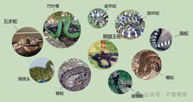 安徽宣城一男子走路玩手机<strong></p>
<p>比特币客户端下载</strong>，一脚踩中打架的竹叶青和五步蛇，被俩毒蛇咬3口！医院：暂无生命危险，正在治疗