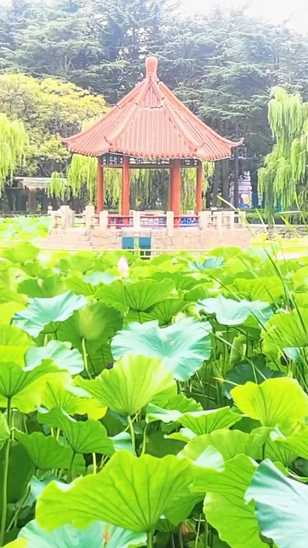 青岛中山公园一凉亭突然倒塌：一年前刚完成修缮<strong></p>
<p>比特币怎么挖矿</strong>，园方称无伤亡原因待查