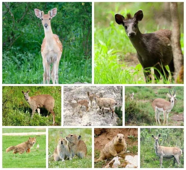 “感谢大家支持我大闹天宫……”蔡国强烟花秀现场感言视频披露<strong></p>
<p>比特币历史价格</strong>，又遭质疑！