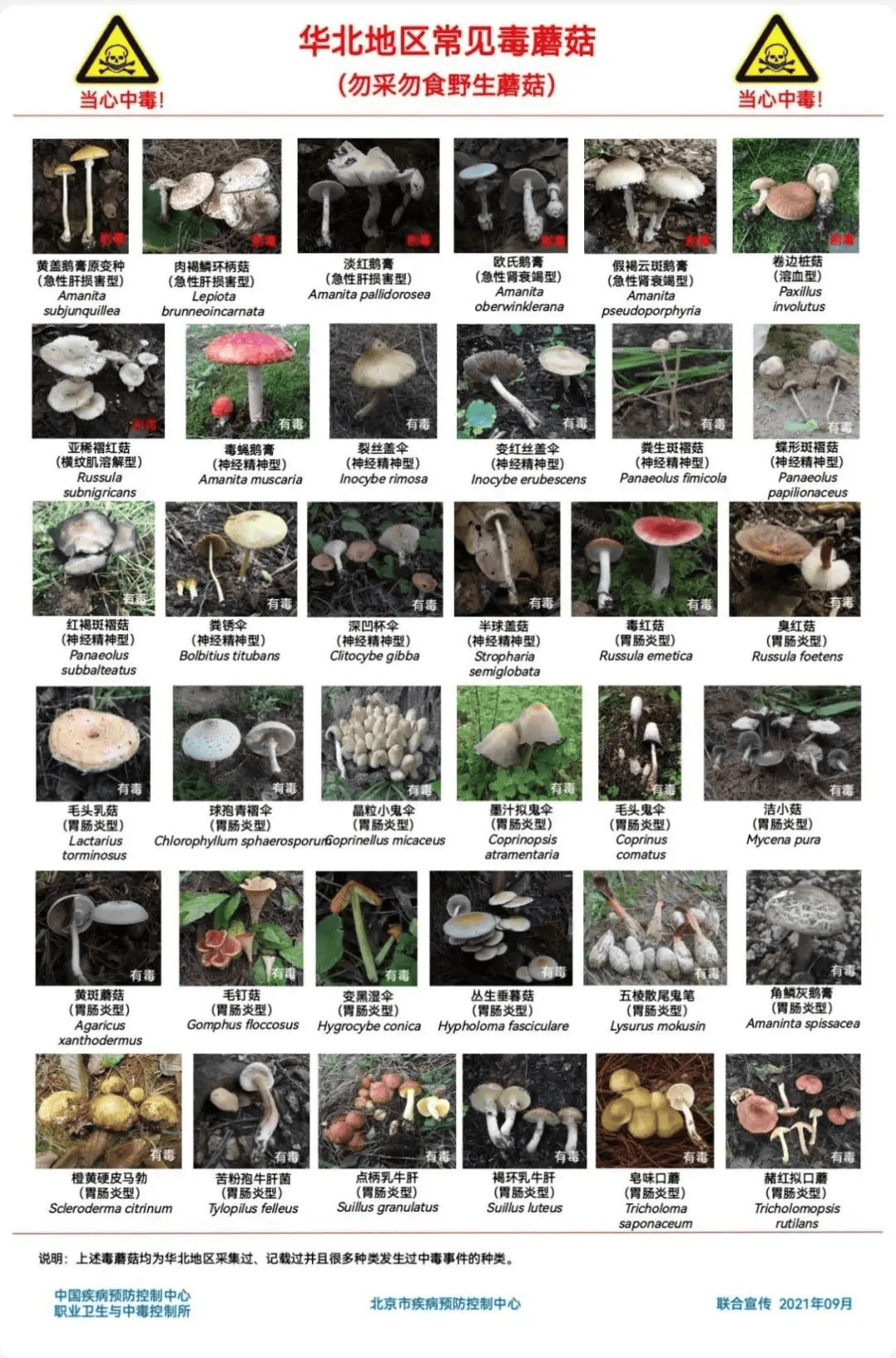 网红发文悼念婆婆:吃了邻居送的蘑菇中毒<strong></p>
<p>比特币今日行情走势</strong>,抢救四天四夜死亡!这些蘑菇避毒原则可能是陷阱→