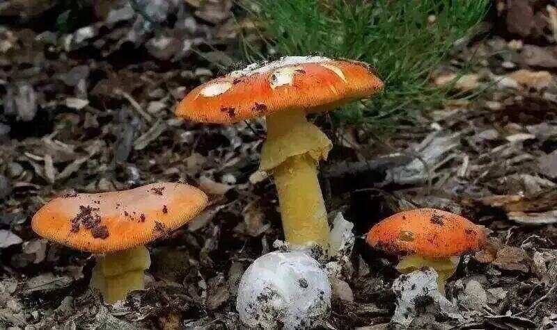 网红发文悼念婆婆:吃了邻居送的蘑菇中毒<strong></p>
<p>比特币今日行情走势</strong>,抢救四天四夜死亡!这些蘑菇避毒原则可能是陷阱→