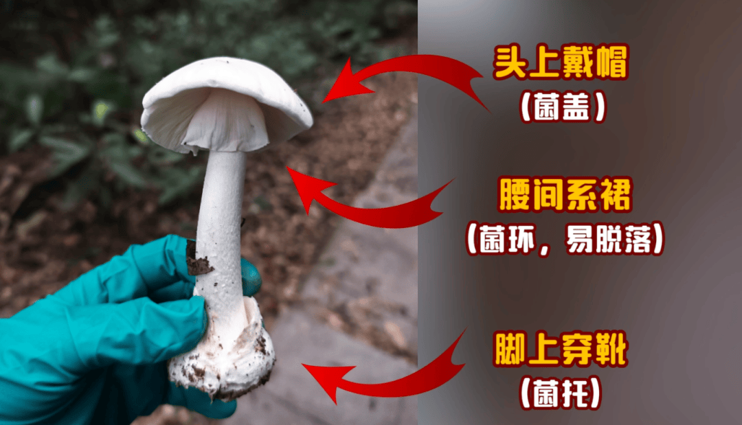 网红发文悼念婆婆:吃了邻居送的蘑菇中毒<strong></p>
<p>比特币今日行情走势</strong>,抢救四天四夜死亡!这些蘑菇避毒原则可能是陷阱→