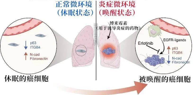 长期炎症会“唤醒”癌细胞<strong></p>
<p>比特币人民币</strong>!这份抗炎指南每个人都该看看