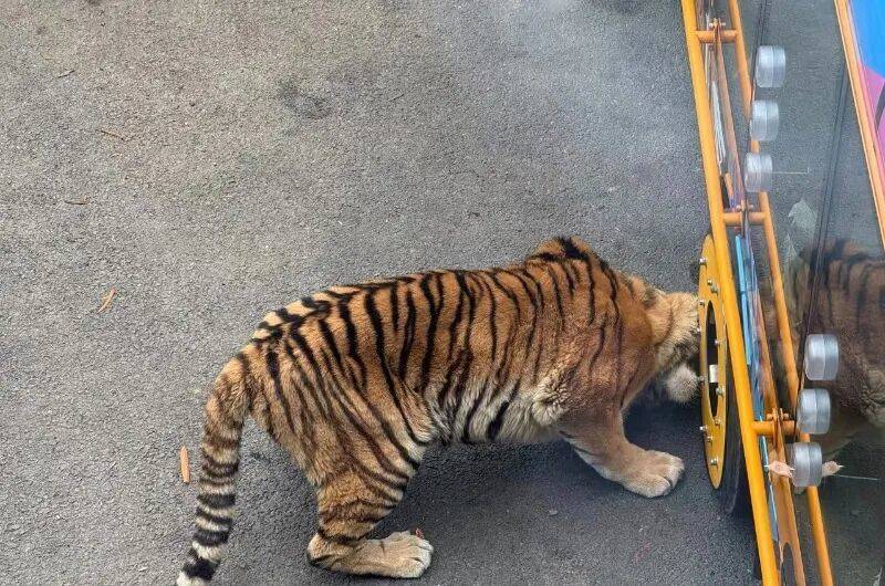 动物园观光车压碎老虎下巴<strong></p>
<p>比特币的价格</strong>?园方:初步检查未发现重大伤情