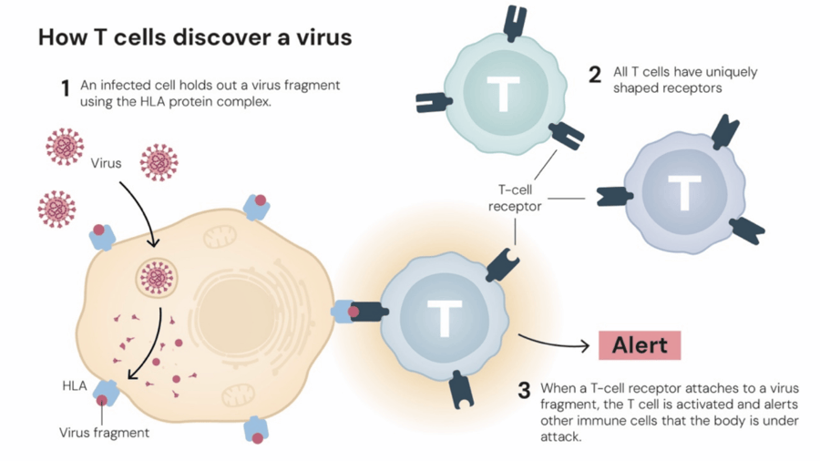 这个诺奖迟到了30年<strong></p>
<p>比特币的价格</strong>!三位科学家揭示免疫系统如何避免“自相残杀”