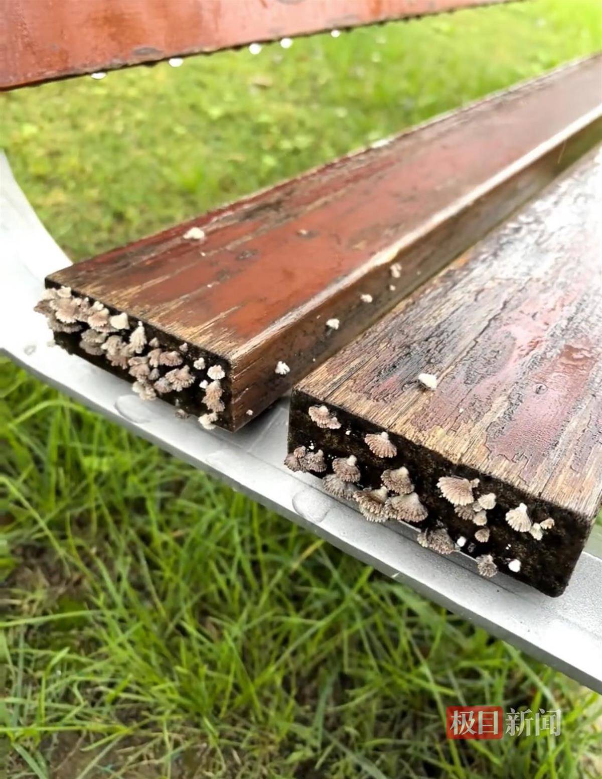 西安连续一个多月降雨遍地长蘑菇<strong></p>
<p>比特币实时</strong>,大雁塔受潮,城墙布满青苔,气象局解释成因