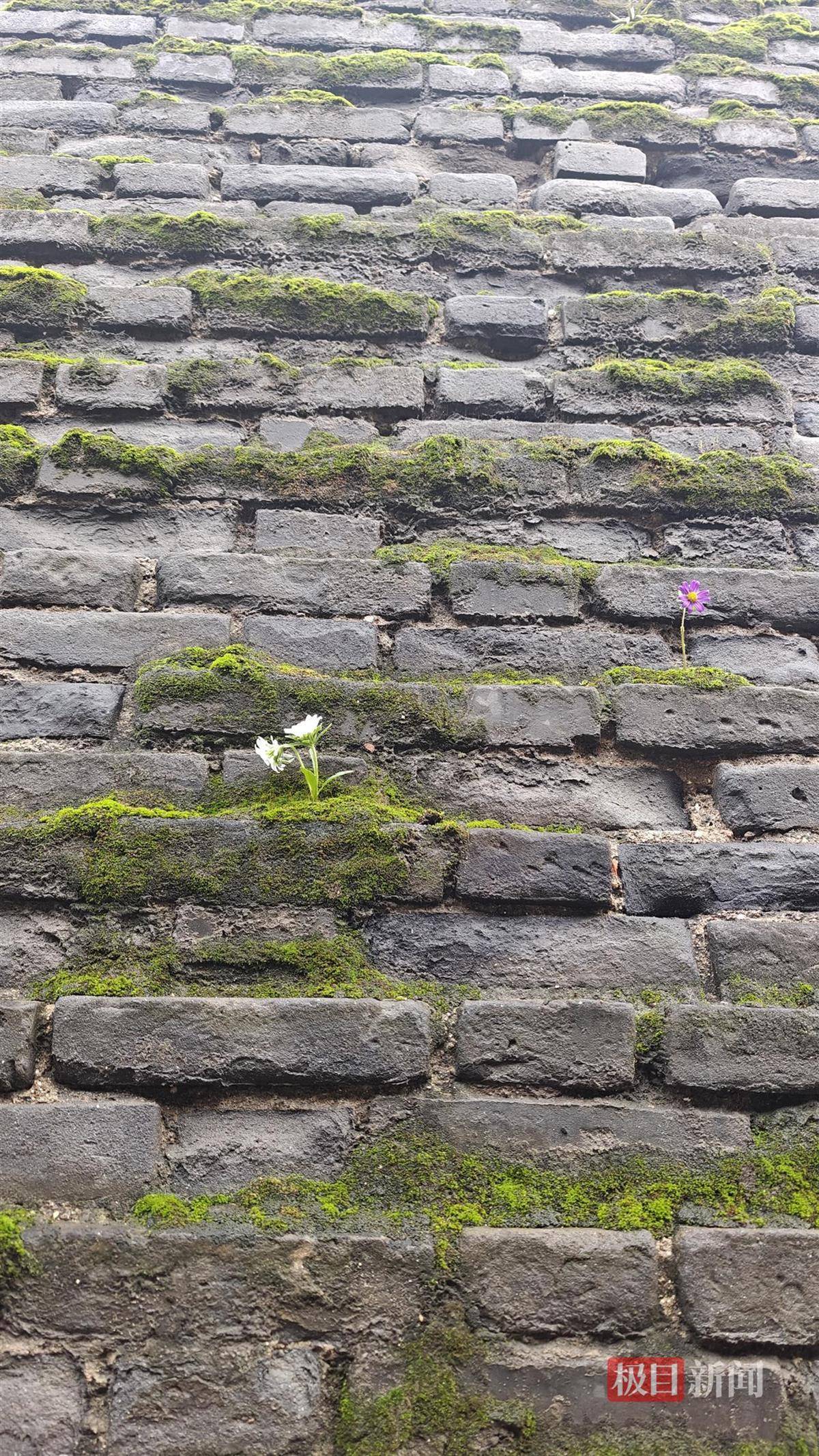 西安连续一个多月降雨遍地长蘑菇<strong></p>
<p>比特币实时</strong>,大雁塔受潮,城墙布满青苔,气象局解释成因