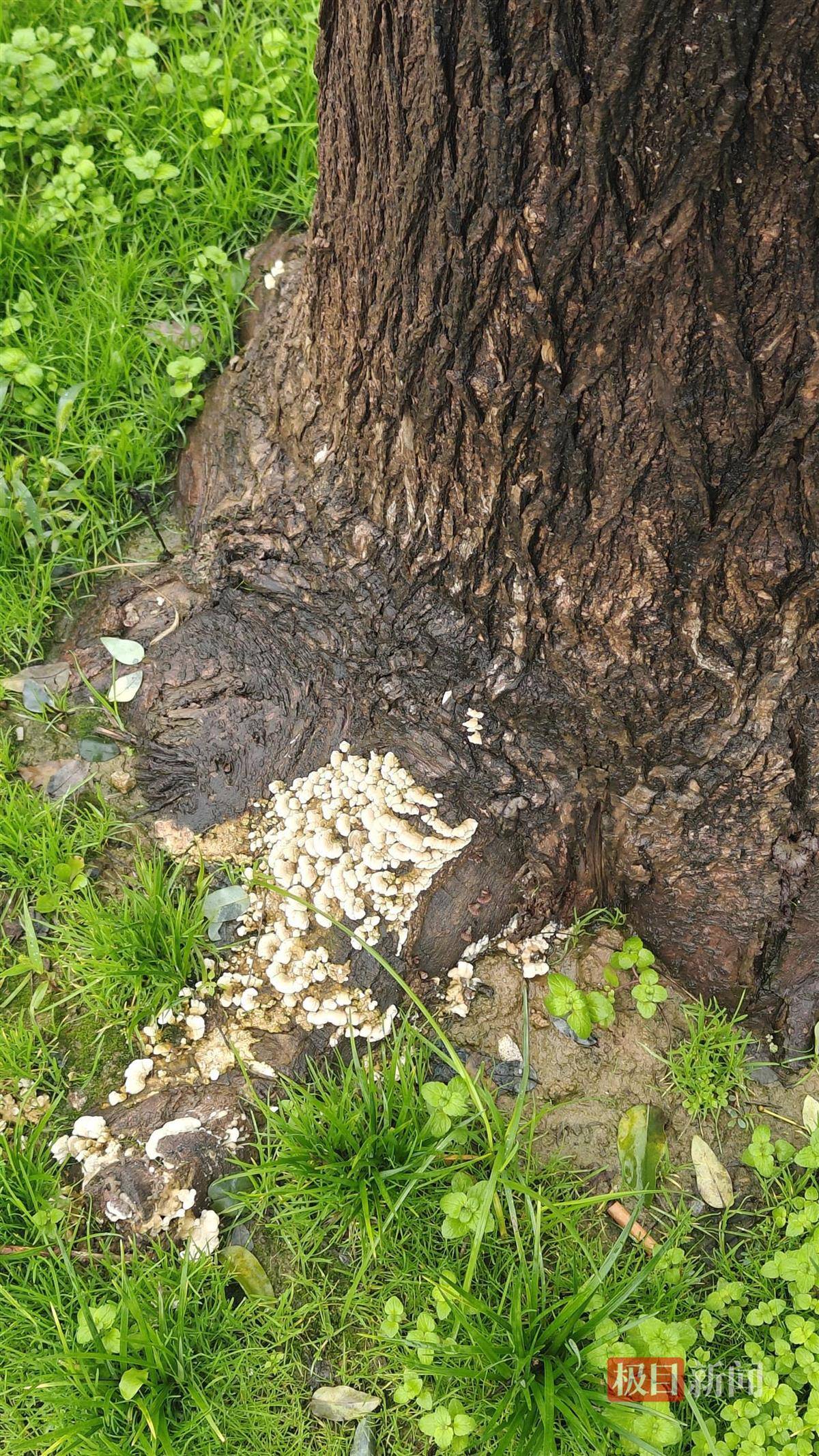 西安连续一个多月降雨遍地长蘑菇<strong></p>
<p>比特币实时</strong>,大雁塔受潮,城墙布满青苔,气象局解释成因