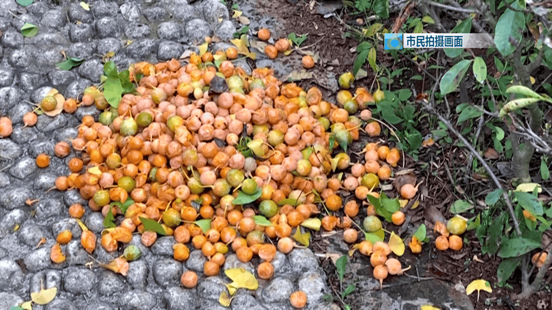 不要捡<strong></p>
<p>比特币实时</strong>！不要吃！昆明街头正大量出现……