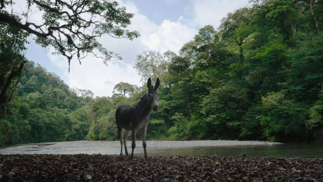 为什么说现在不缺牛马<strong></p>
<p>比特币实时</strong>,就缺驴?