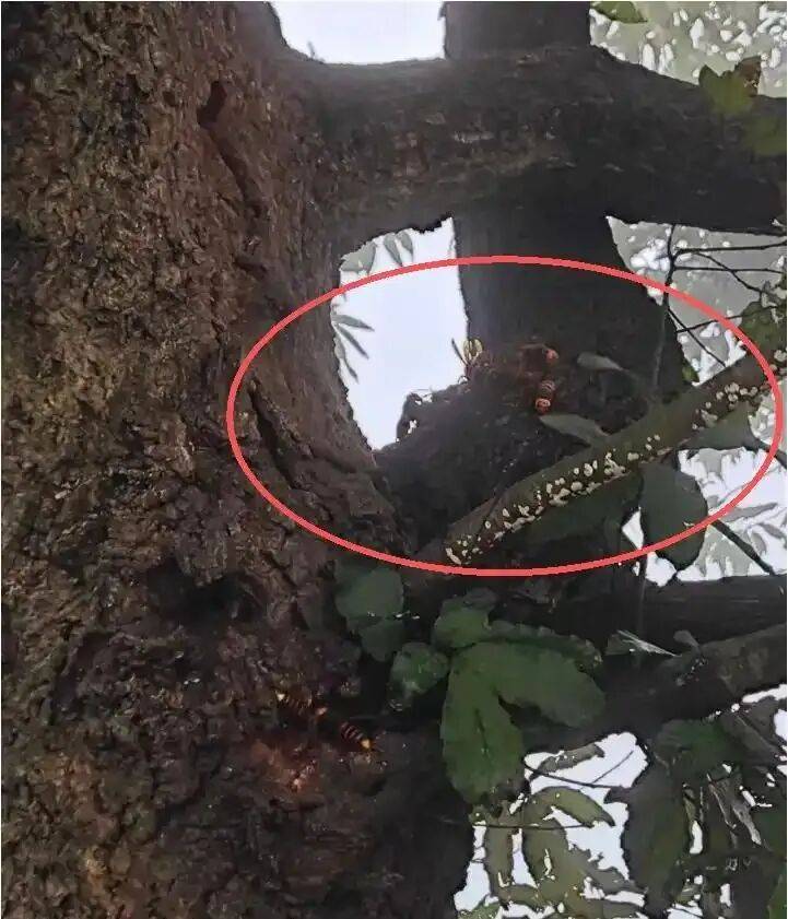 4名游客景区内遭马蜂袭击<strong></p>
<p>比特币实时</strong>,旅游度假区:是森林公园不卖门票,蜇伤先就医后提供证据投诉