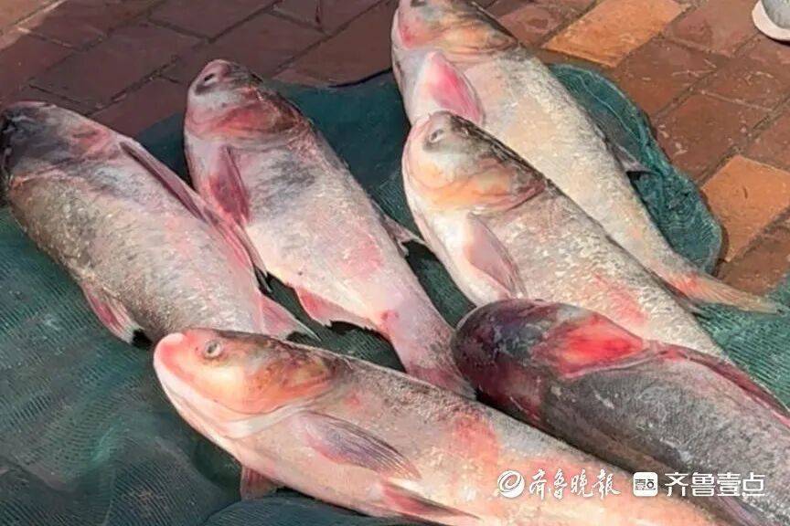 “鱼多得数不过来<strong></p>
<p>比特币历年价格</strong>,一网子下去能捞好几条”济南锦绣川水库开闸放水,大量鲢鱼被冲出,工作人员:禁止捕捞!